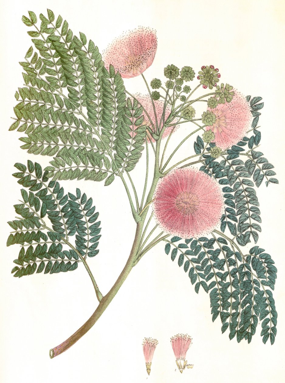 Illustration botanique/Albizia julibrissin/Arbre à soie/Mimosa de Constantinople - Unbekannter Künstler