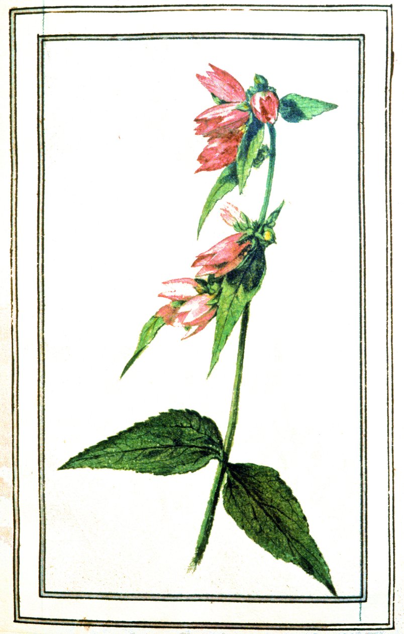 Campanule commune - Unbekannter Künstler