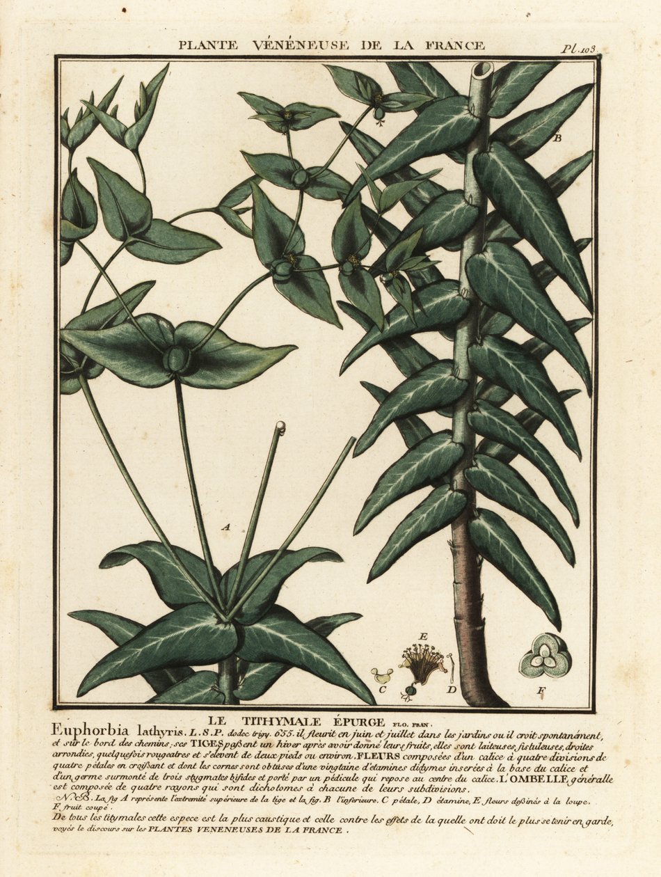 Euphorbe épurge, Euphorbia lathyris - Unbekannter Künstler