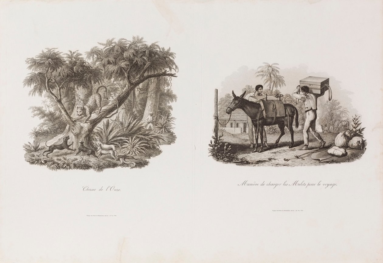 Chasse de l