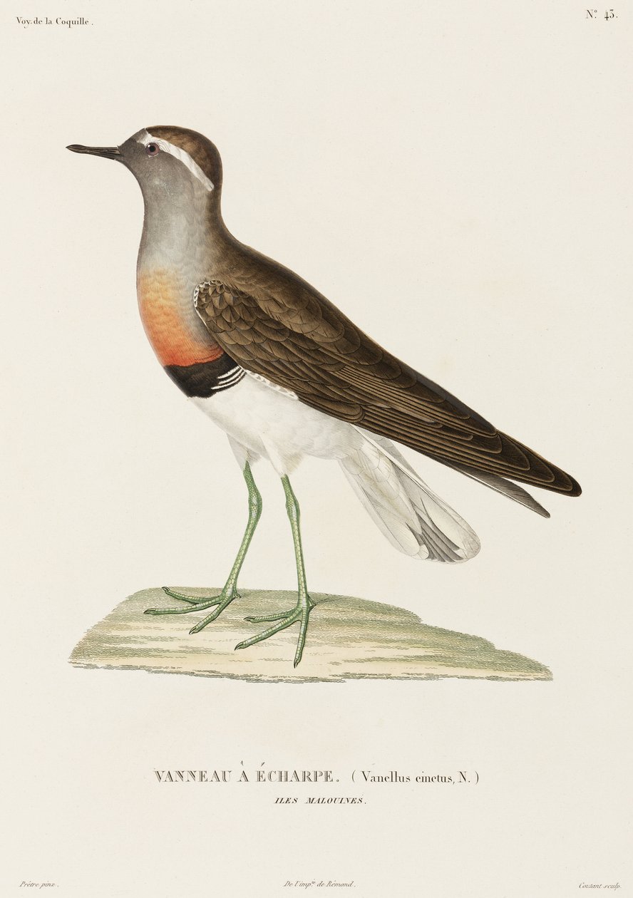 Pluvier à collier, Îles Falkland - Unbekannter Künstler