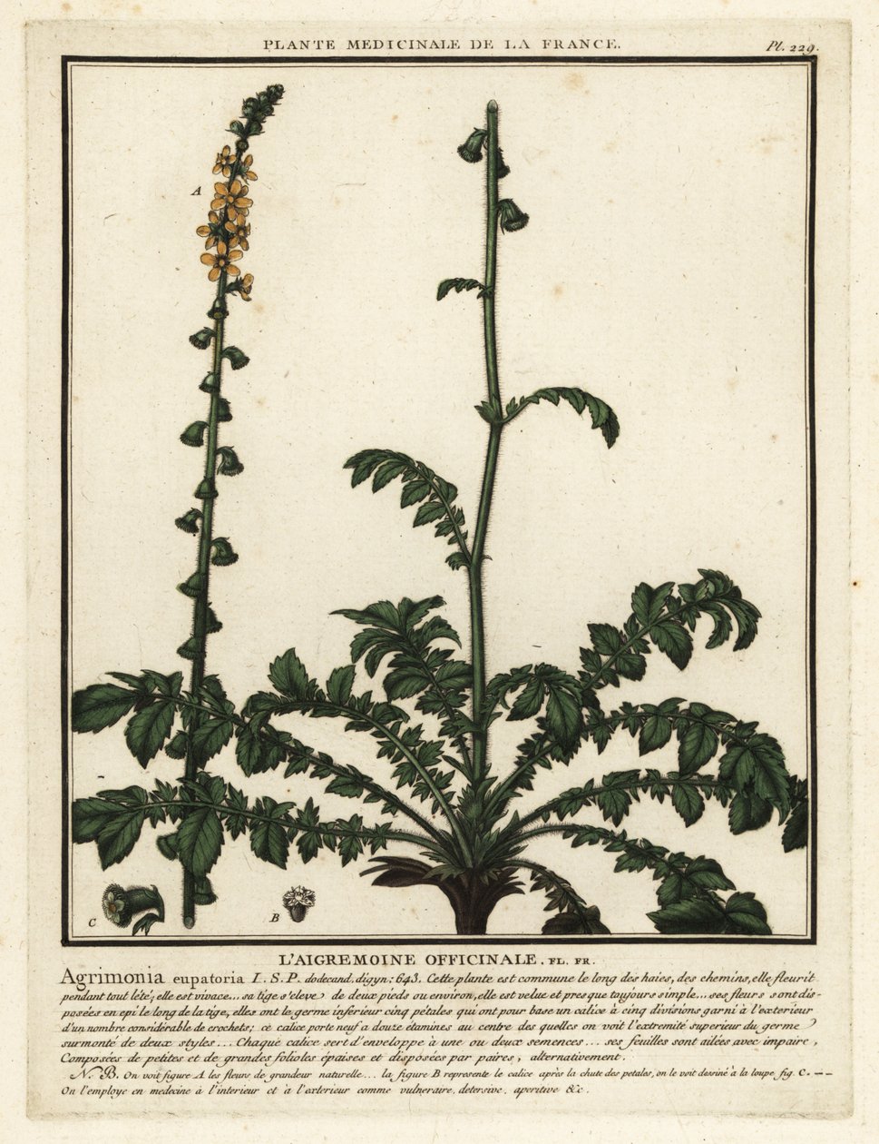 Aigremoine eupatoire, Agrimonia eupatoria - Unbekannter Künstler