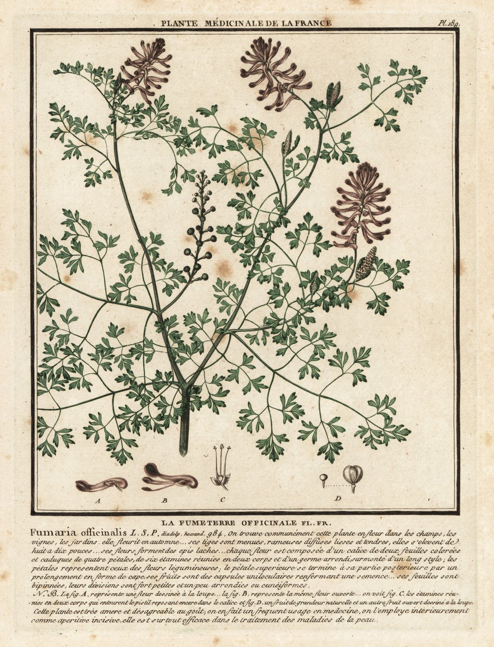Fumeterre officinale, Fumaria officinalis - Unbekannter Künstler