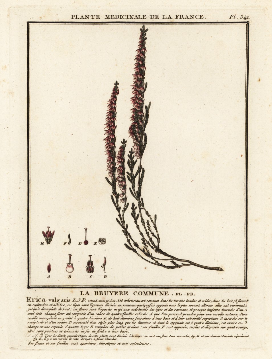 Bruyère commune, Calluna vulgaris - Unbekannter Künstler