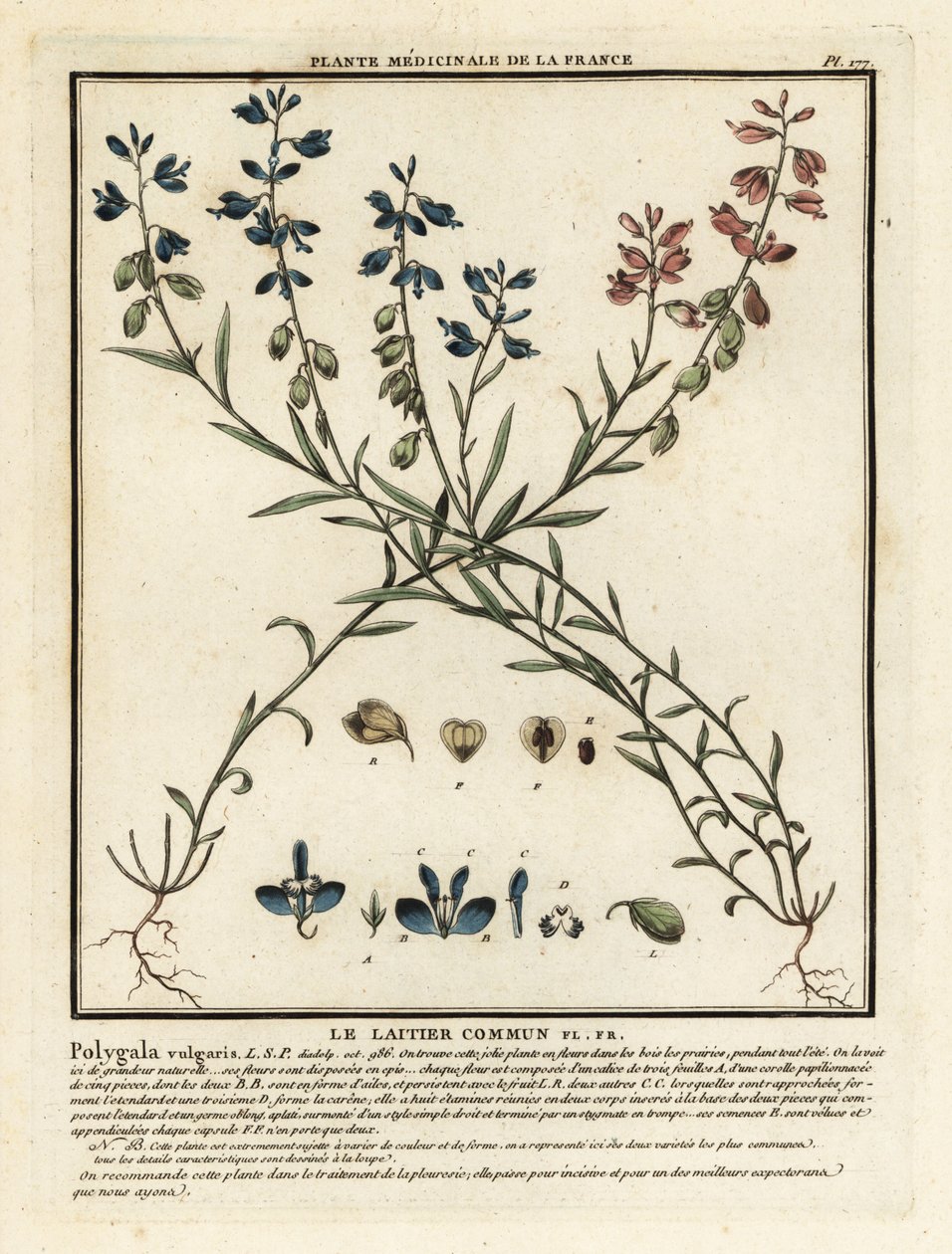 Polygale commun, Polygala vulgaris - Unbekannter Künstler