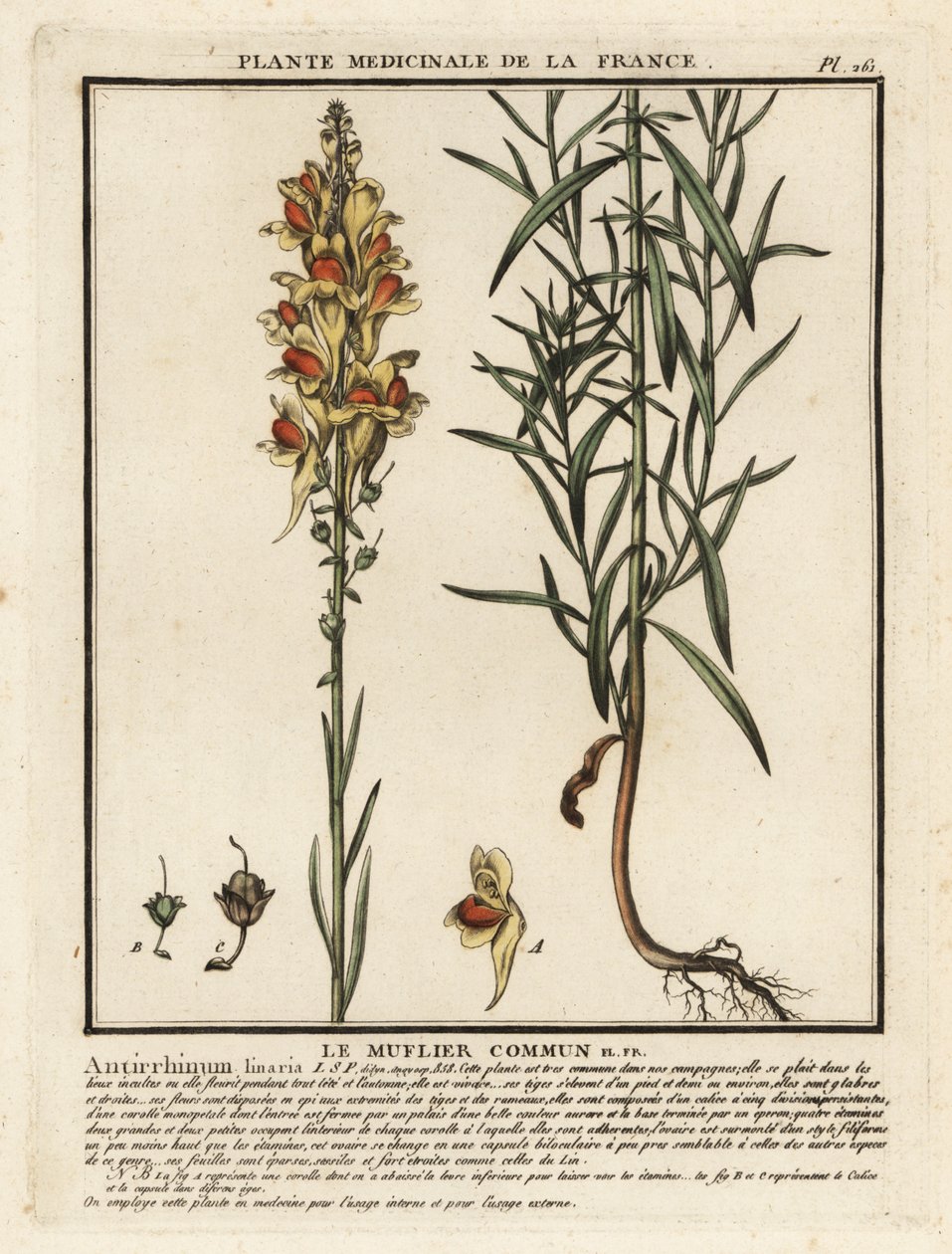 Linaire commune, Linaria vulgaris - Unbekannter Künstler