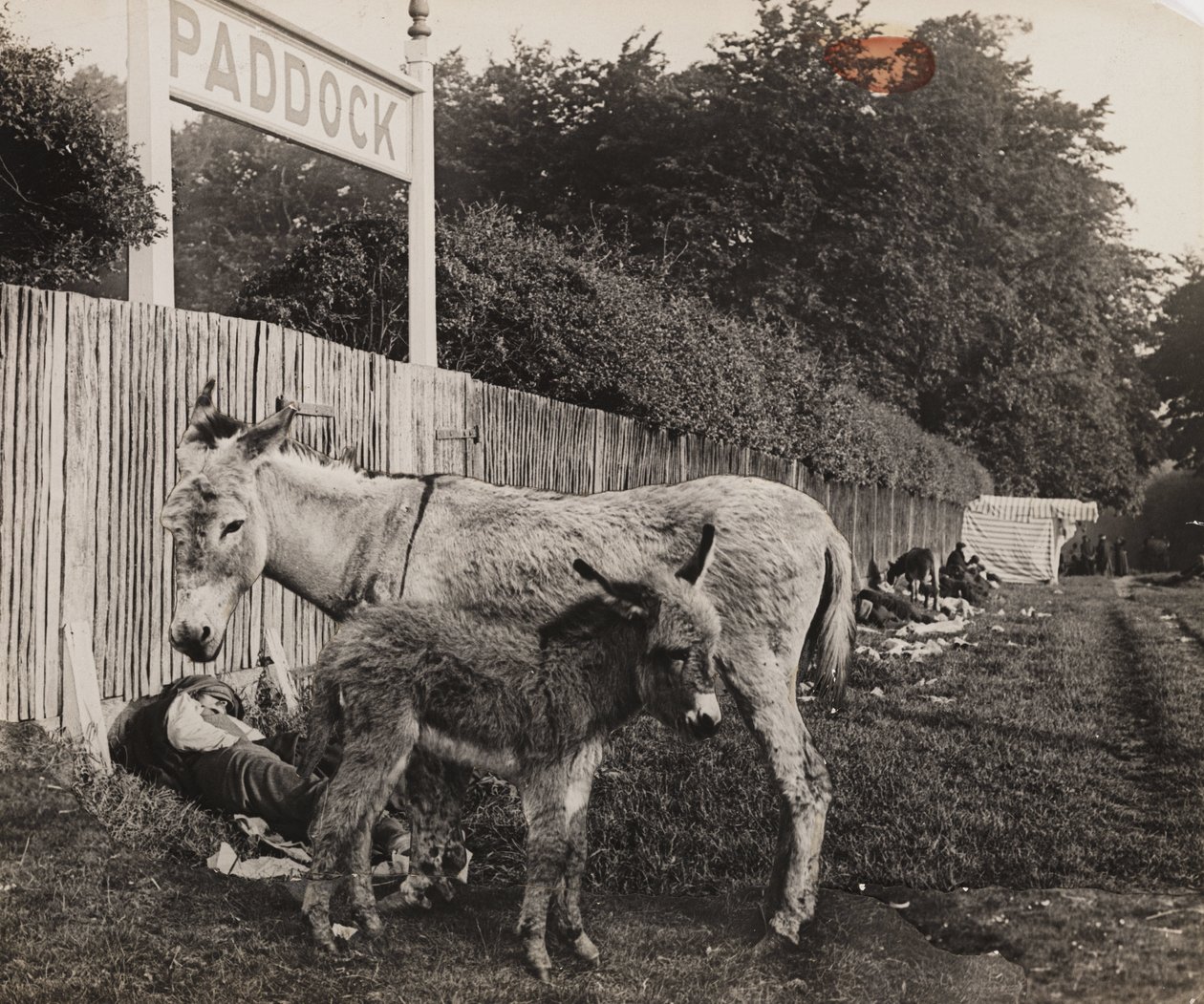 Composite de deux ânes, vers 1909 - Unbekannt