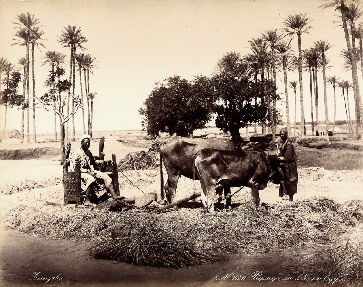 Moisson de maïs en Égypte - Unbekannter Künstler