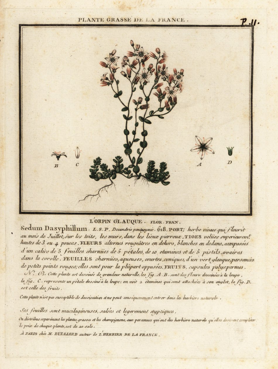 Orpin de Corse, Sedum dasyphyllum - Unbekannter Künstler