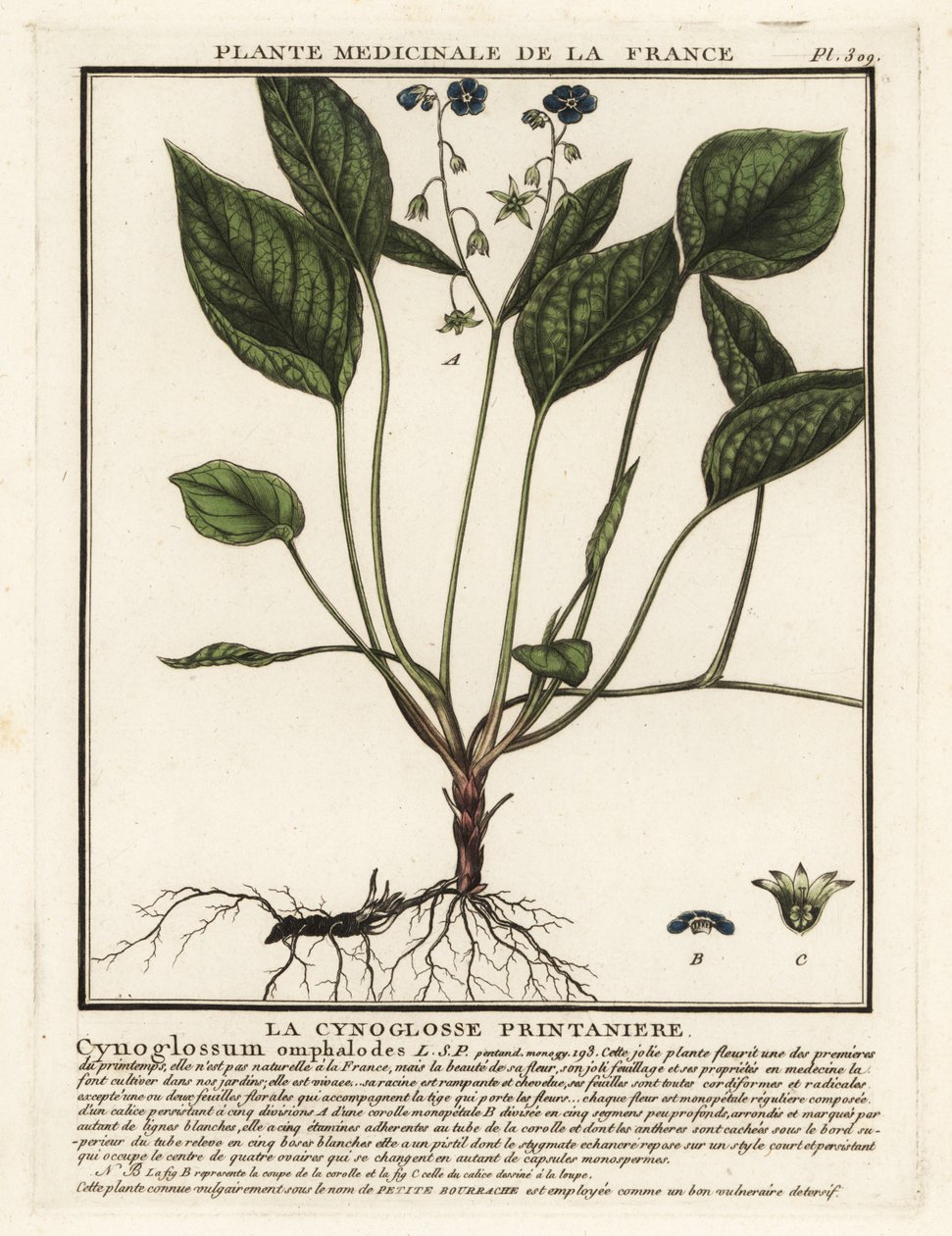 Nombril de Vénus rampant, Omphalodes verna - Unbekannter Künstler