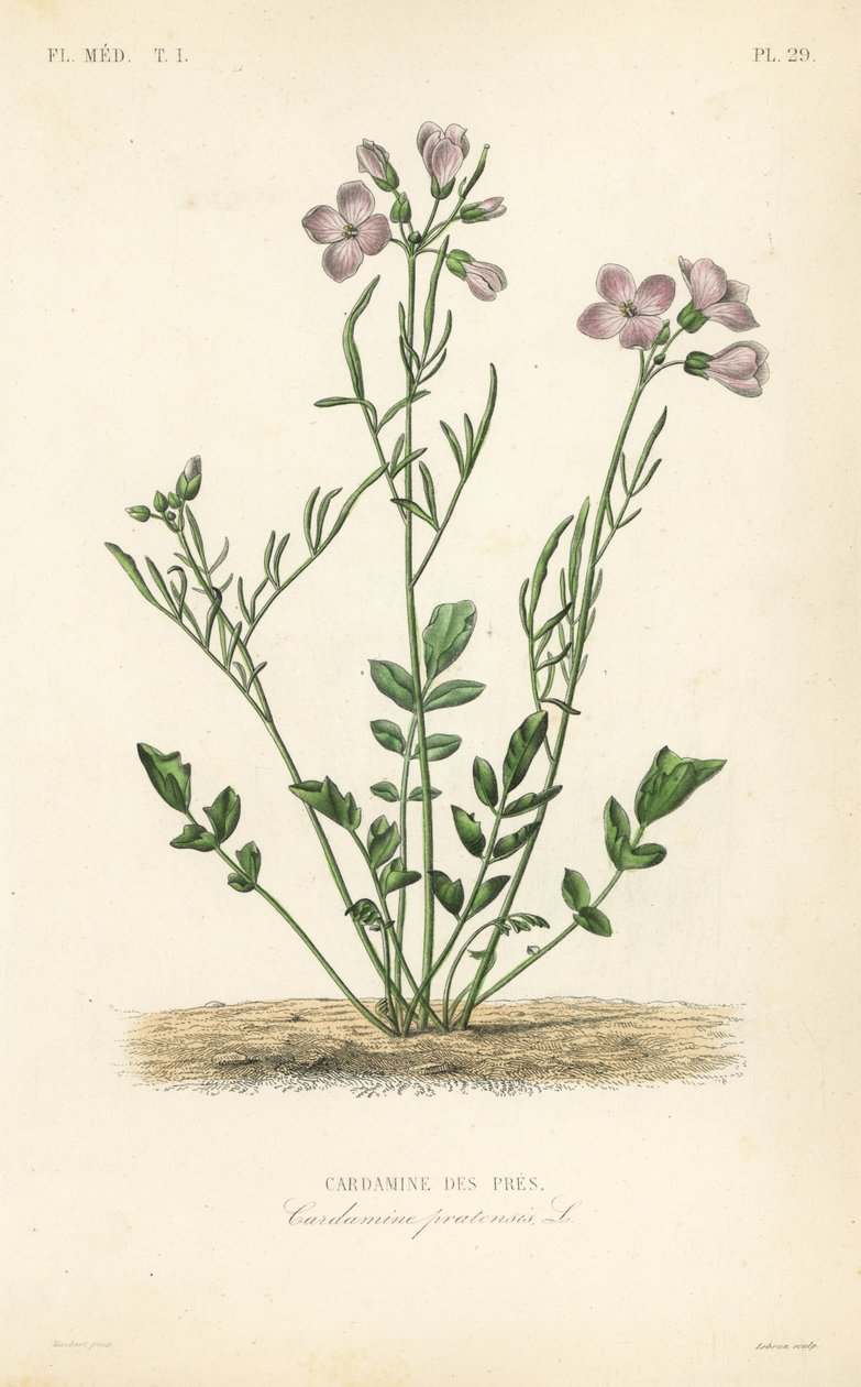 Cardamine des prés - Unbekannt
