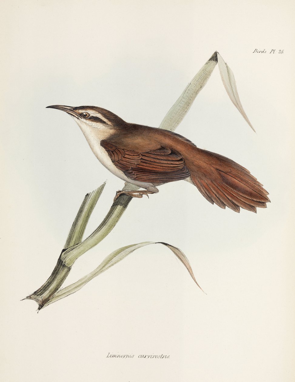 Rousserolle à bec courbe, Argentine, vers 1832-1836 - Unbekannter Künstler