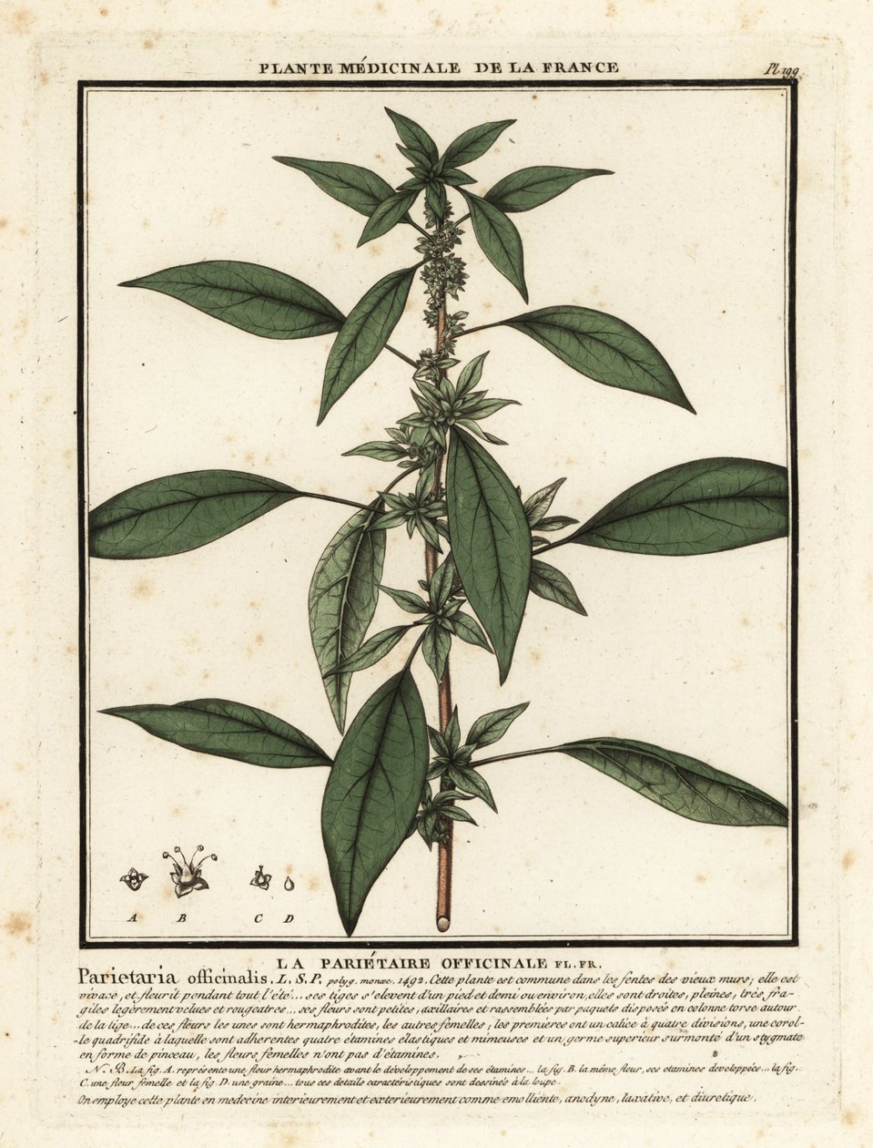 Pariétaire officinale, Parietaria officinalis - Unbekannter Künstler