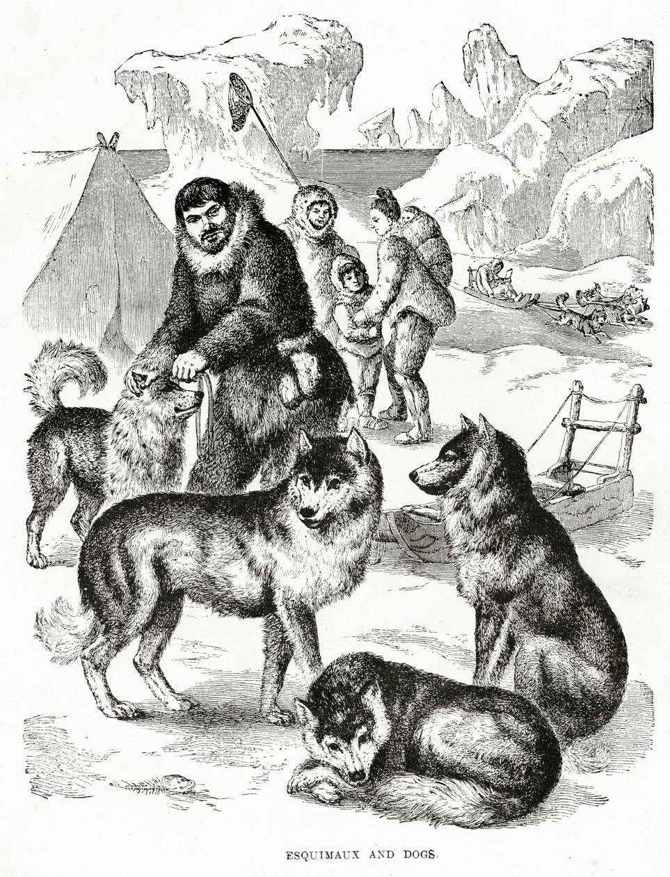 Esquimaux et chiens. 1902 (lithographie) - Unbekannt