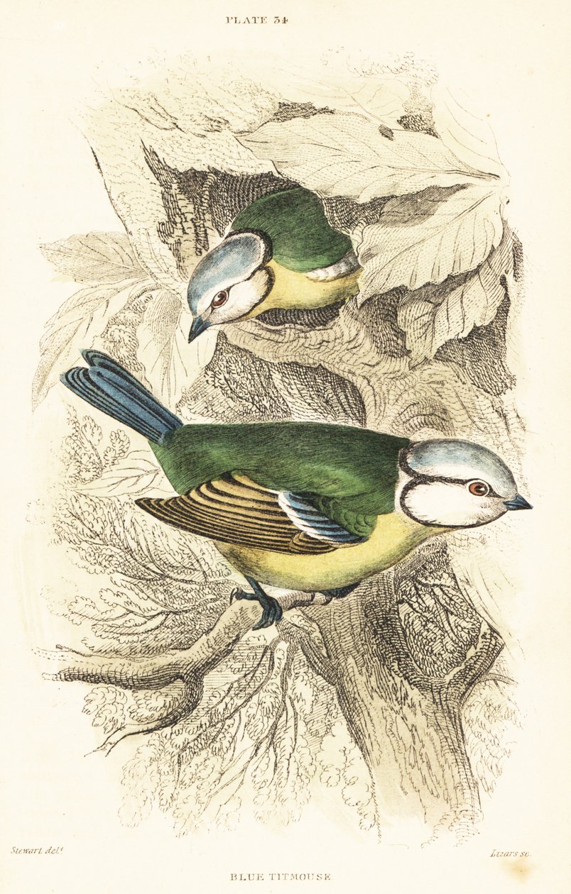 Mésange bleue, Cyanistes caeruleus - Unbekannter Künstler