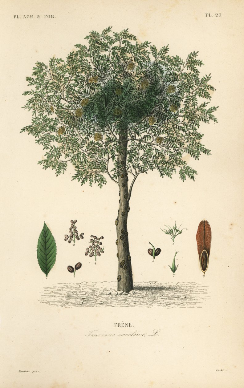 Frêne, Fraxinus excelsior - Unbekannt