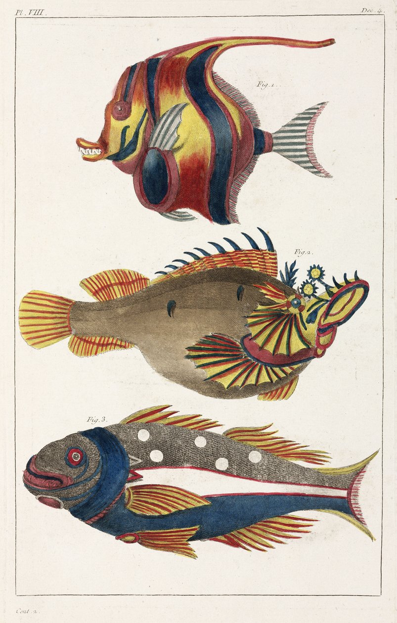 Poissons exotiques des Moluques - Unbekannt
