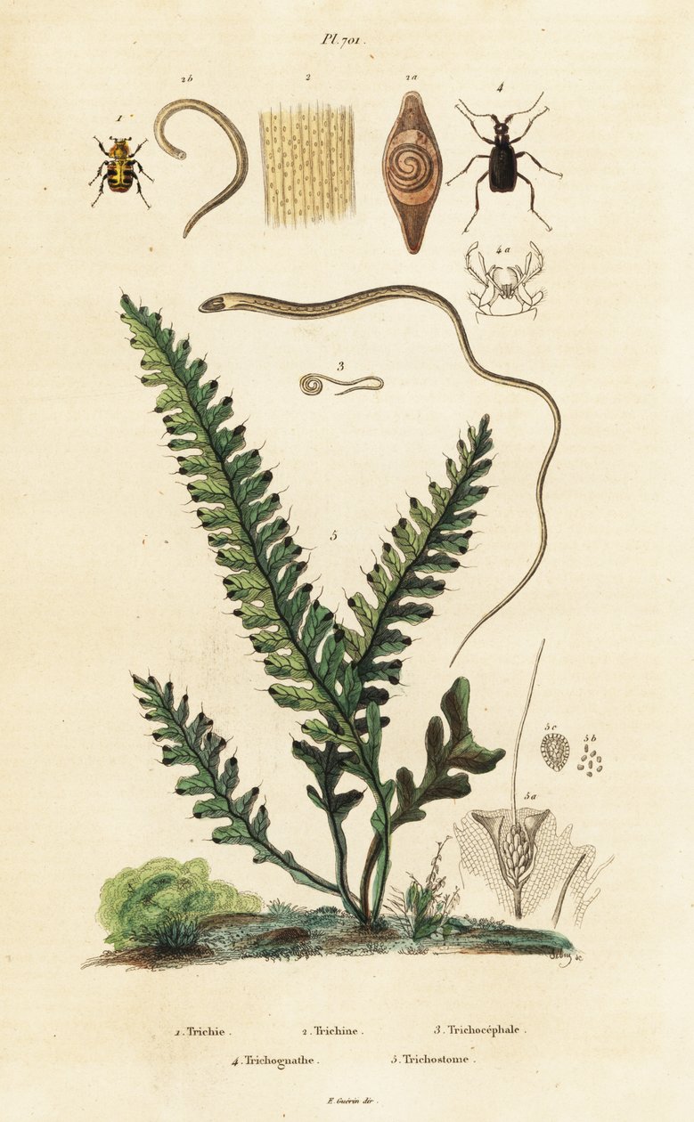 Fougère, coléoptère et nématodes - Unbekannter Künstler