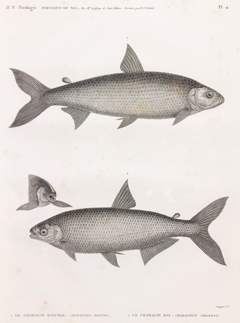Poissons : Le Characin - Unbekannt