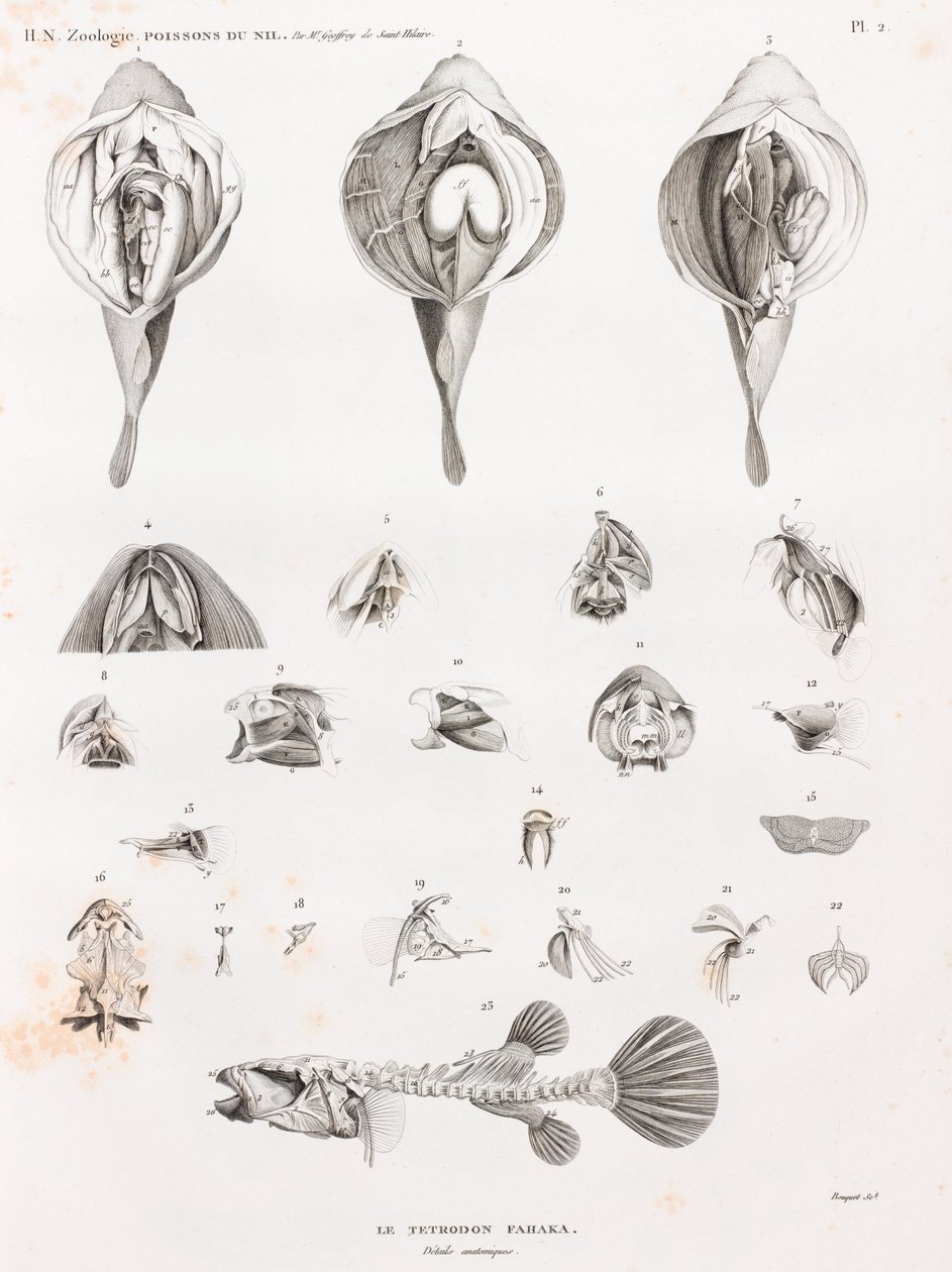 Poissons : Tétrodon, anatomie - Unbekannt