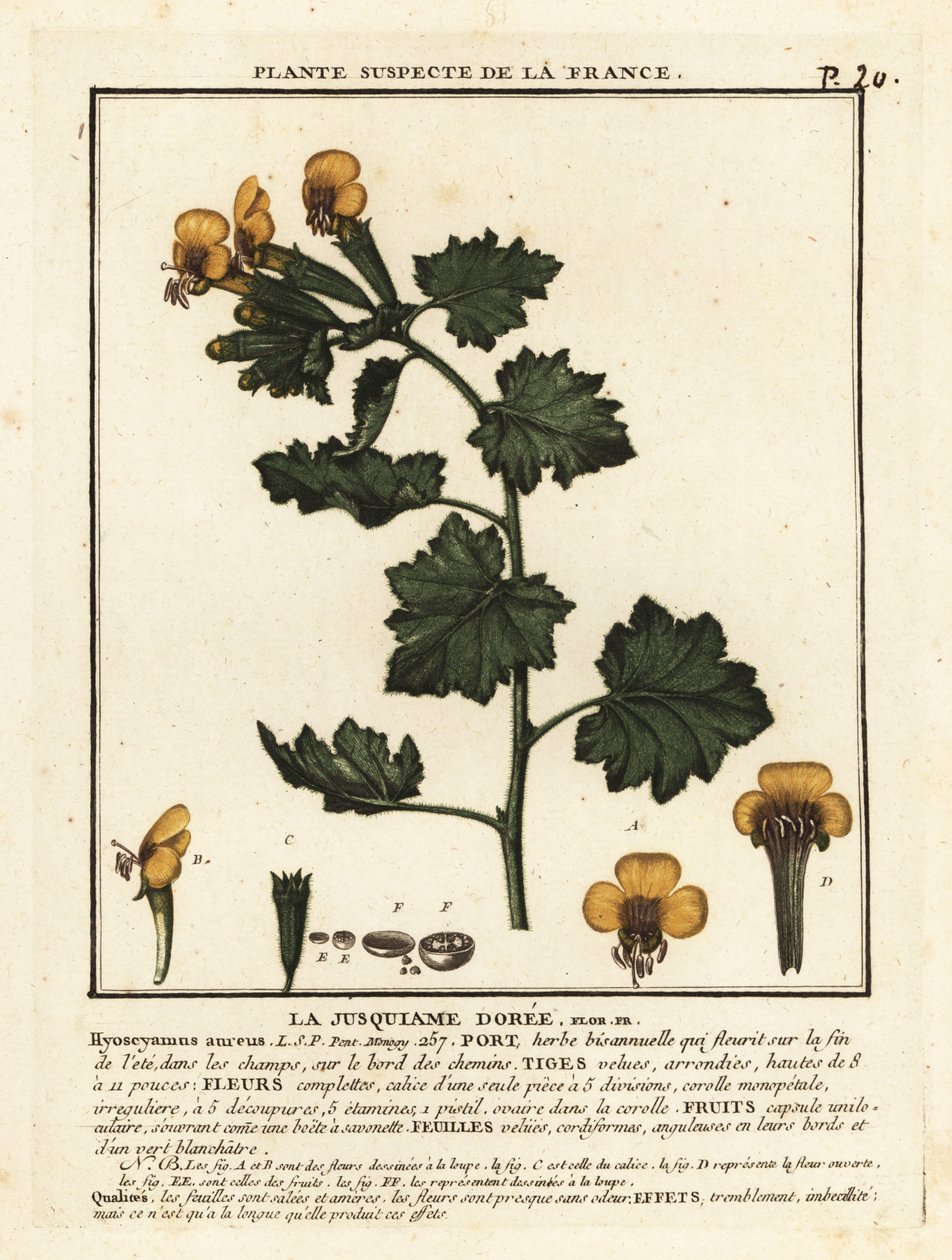 Jusquiame dorée, Hyoscymus aureus - Unbekannter Künstler