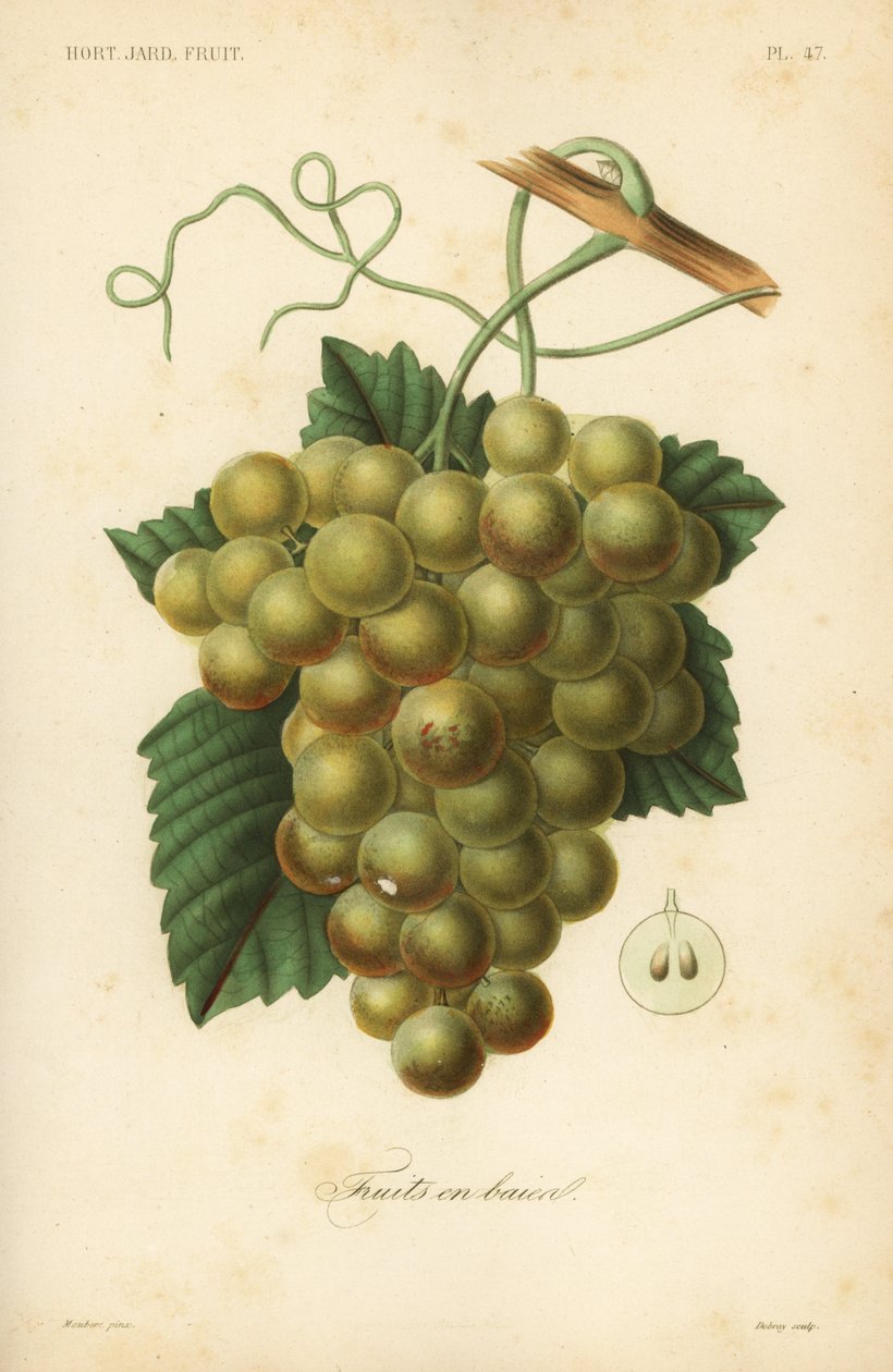 Raisins, Vitis vinifera - Unbekannt