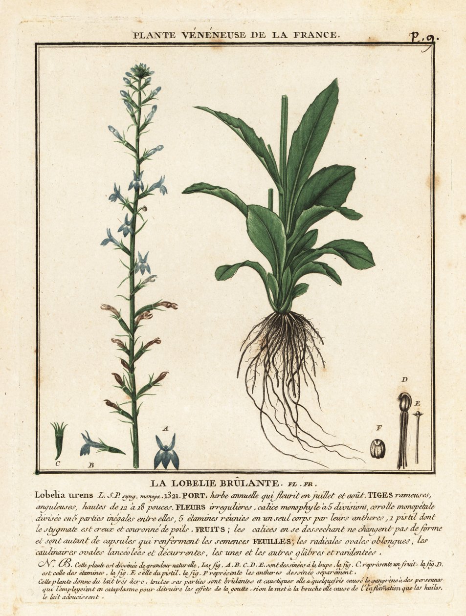 Lobélie brûlante, Lobelia urens - Unbekannter Künstler
