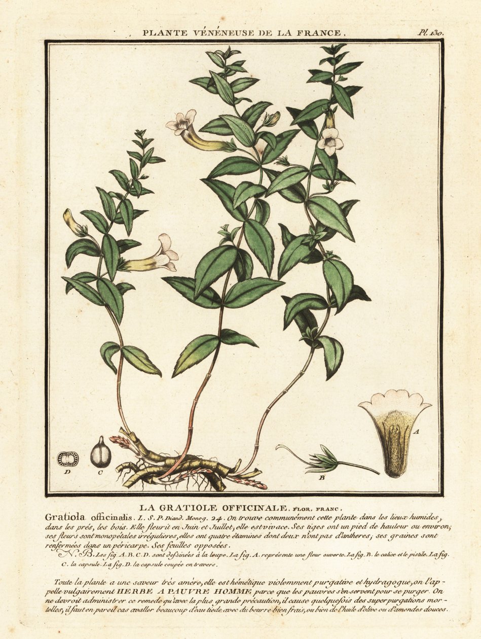 Herbe de grâce, Gratiola officinalis - Unbekannter Künstler