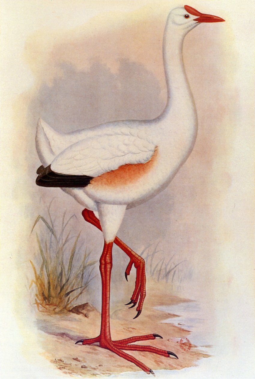 Illustration/Leguatia gigantea/Géant de Leguat - Unbekannt