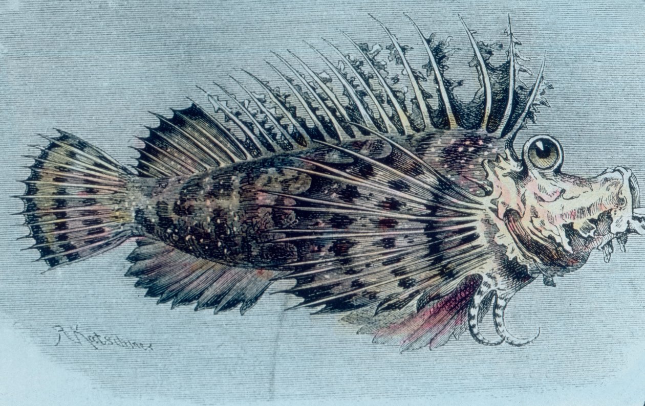 Illustration d