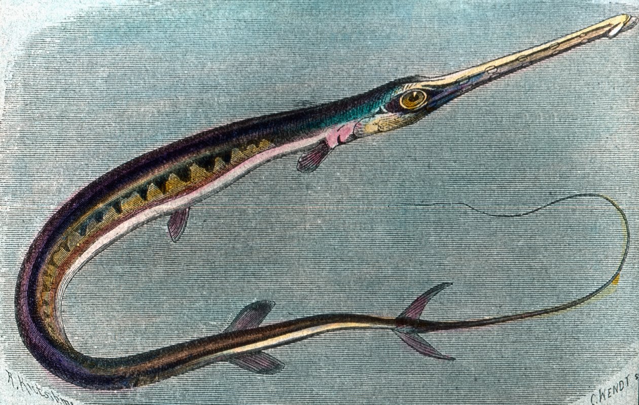 Illustration d