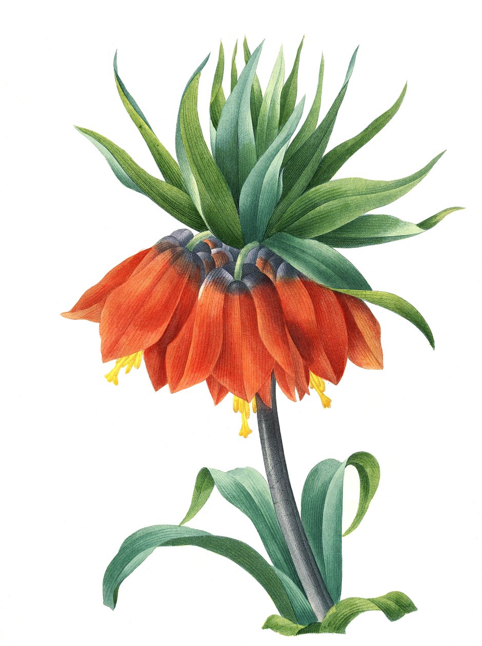 Couronne impériale (Fritillaria imperialis) - Unbekannter Künstler