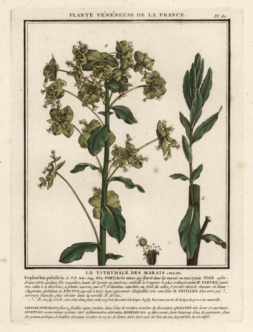 Euphorbe des marais, Euphorbia palustris - Unbekannter Künstler