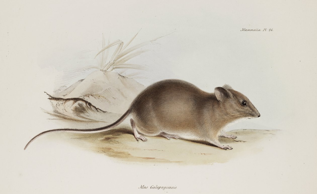 Souris, Îles Galápagos, vers 1832-1836 - Unbekannter Künstler