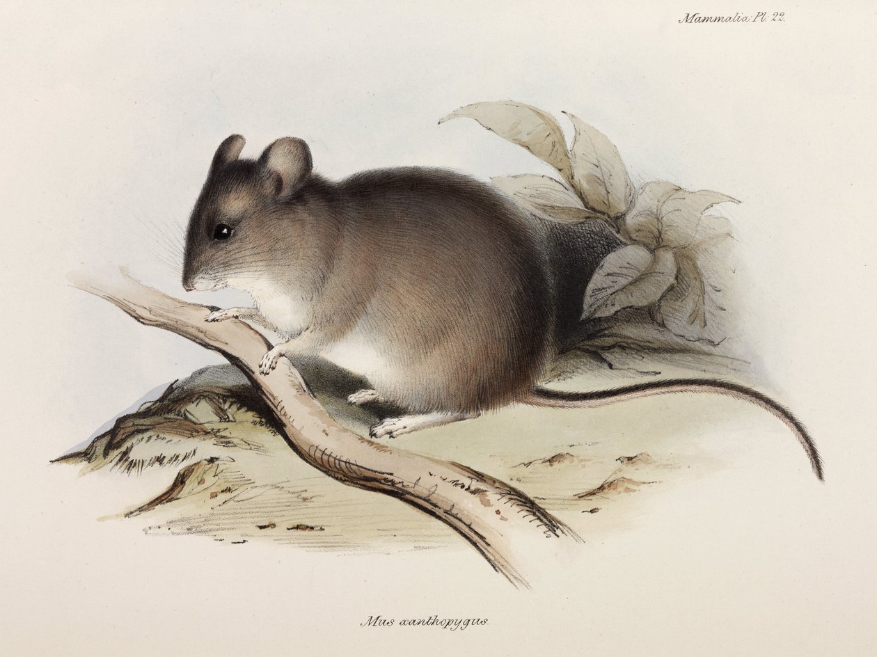 Souris, vers 1832-1836 - Unbekannter Künstler