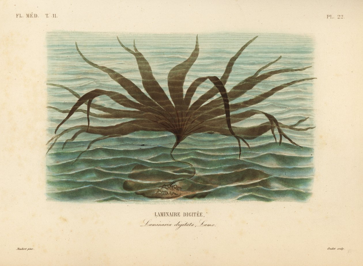 Laminaire digitée, Laminaria digitata - Unbekannt