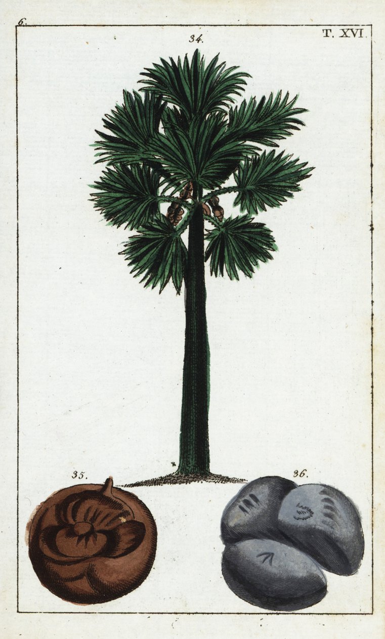 Palmier de Palmyre, Borassus flabellifer - Unbekannter Künstler