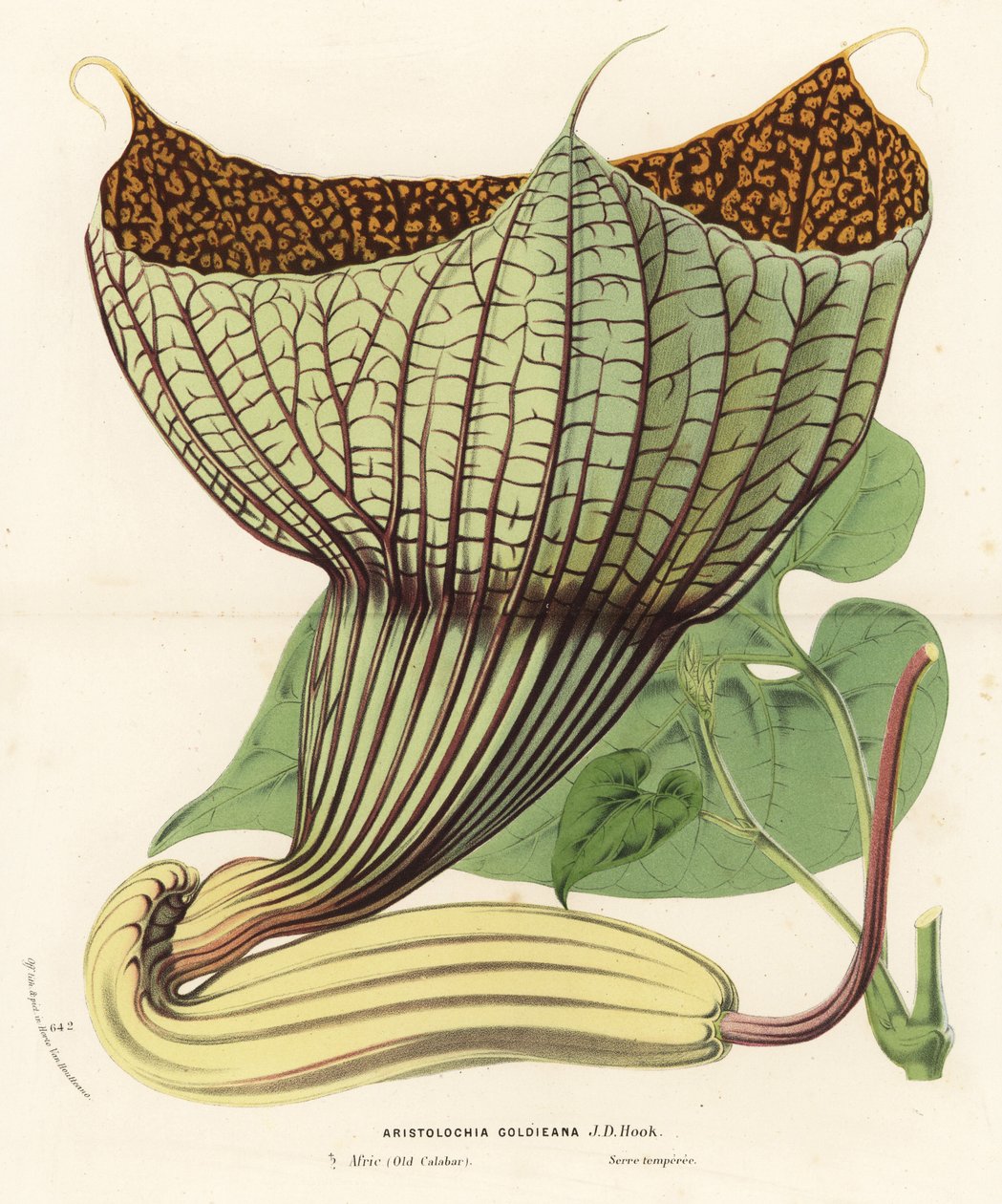 Pararistolochia goldieana (Aristolochia goldieana). Lithographie coloriée à la main de "Flore des Serres et des Jardins de l