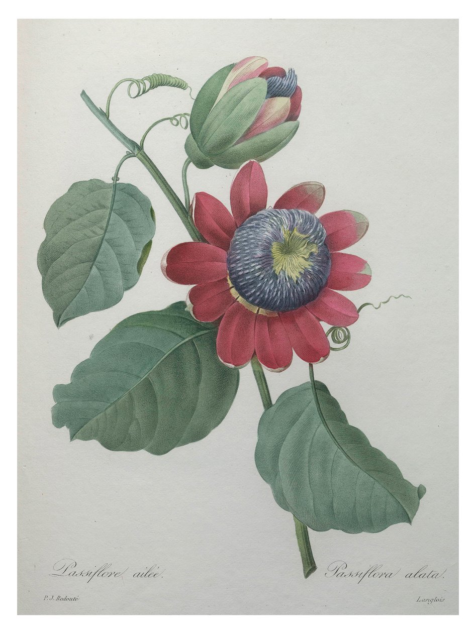 Fleur de la passion - Unbekannt