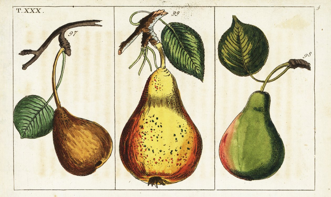 Variétés de poire, Pyrus communis - Unbekannter Künstler