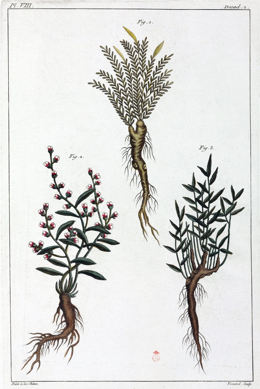 Plantes médicinales, Chine - Unbekannt
