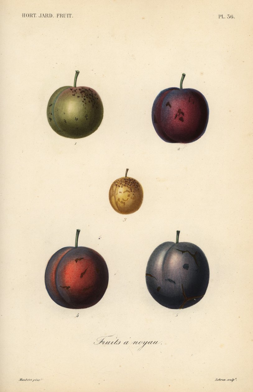 Prunes et pruneaux, Prunus domestica - Unbekannt