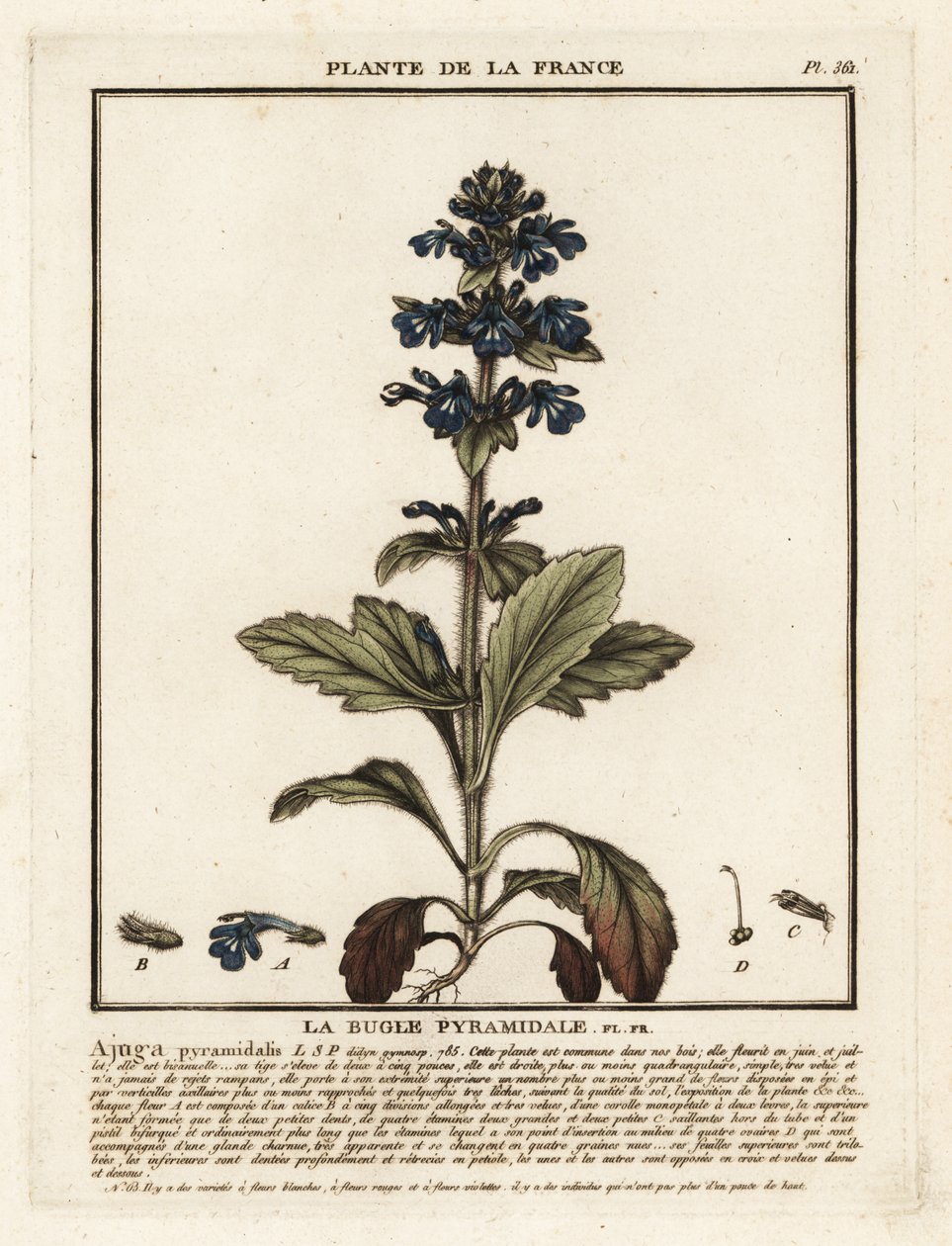 Bugle pyramidal, Ajuga pyramidalis - Unbekannter Künstler