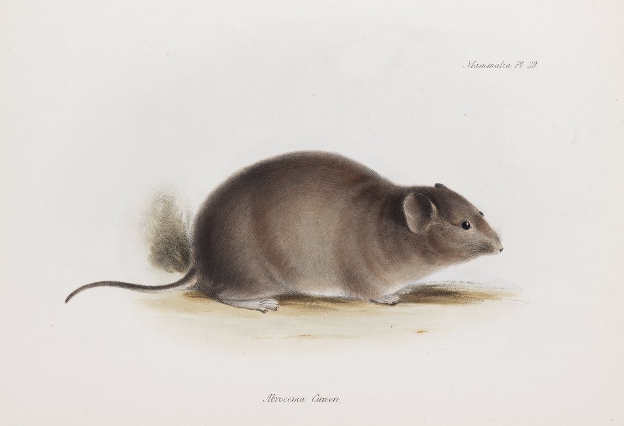 Rat, vers 1832-1836 - Unbekannter Künstler