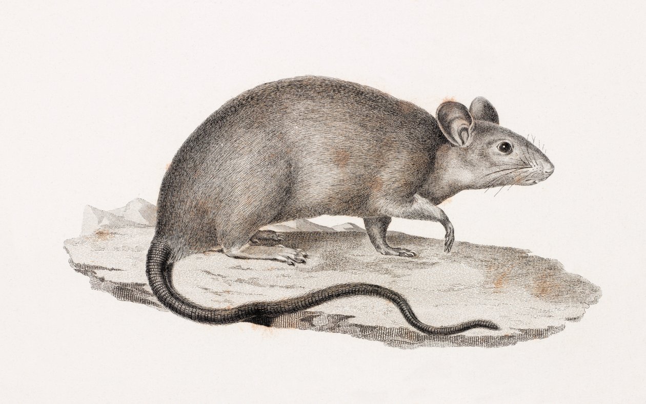 Rat d
