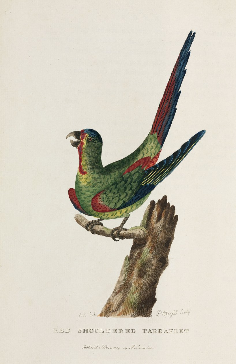 Perruche à épaulettes rouges, Australie, vers 1788 - Unbekannter Künstler