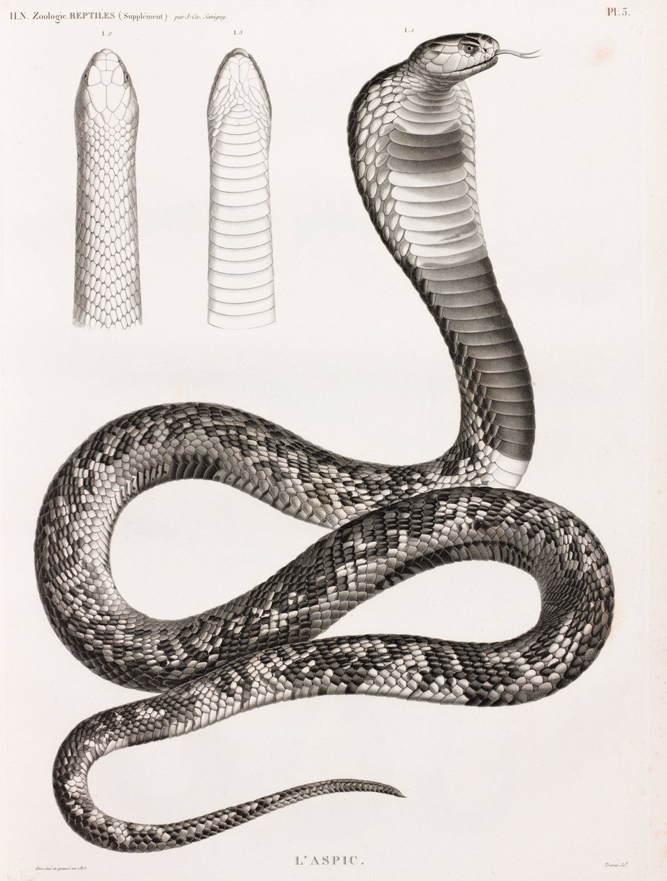 Reptiles : Un aspic - Unbekannt