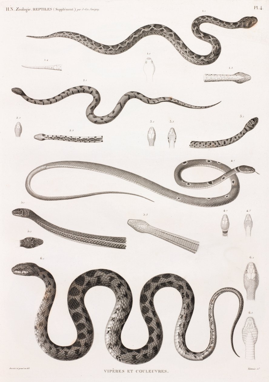 Reptiles : Vipères et serpents - Unbekannt