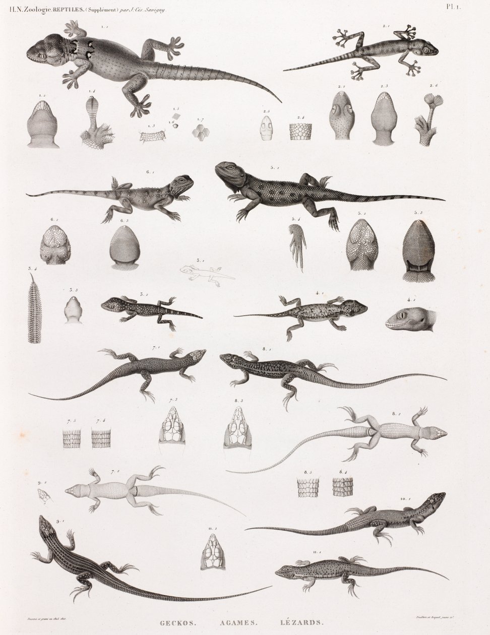 Reptiles : geckos, agames, lézards - Unbekannt