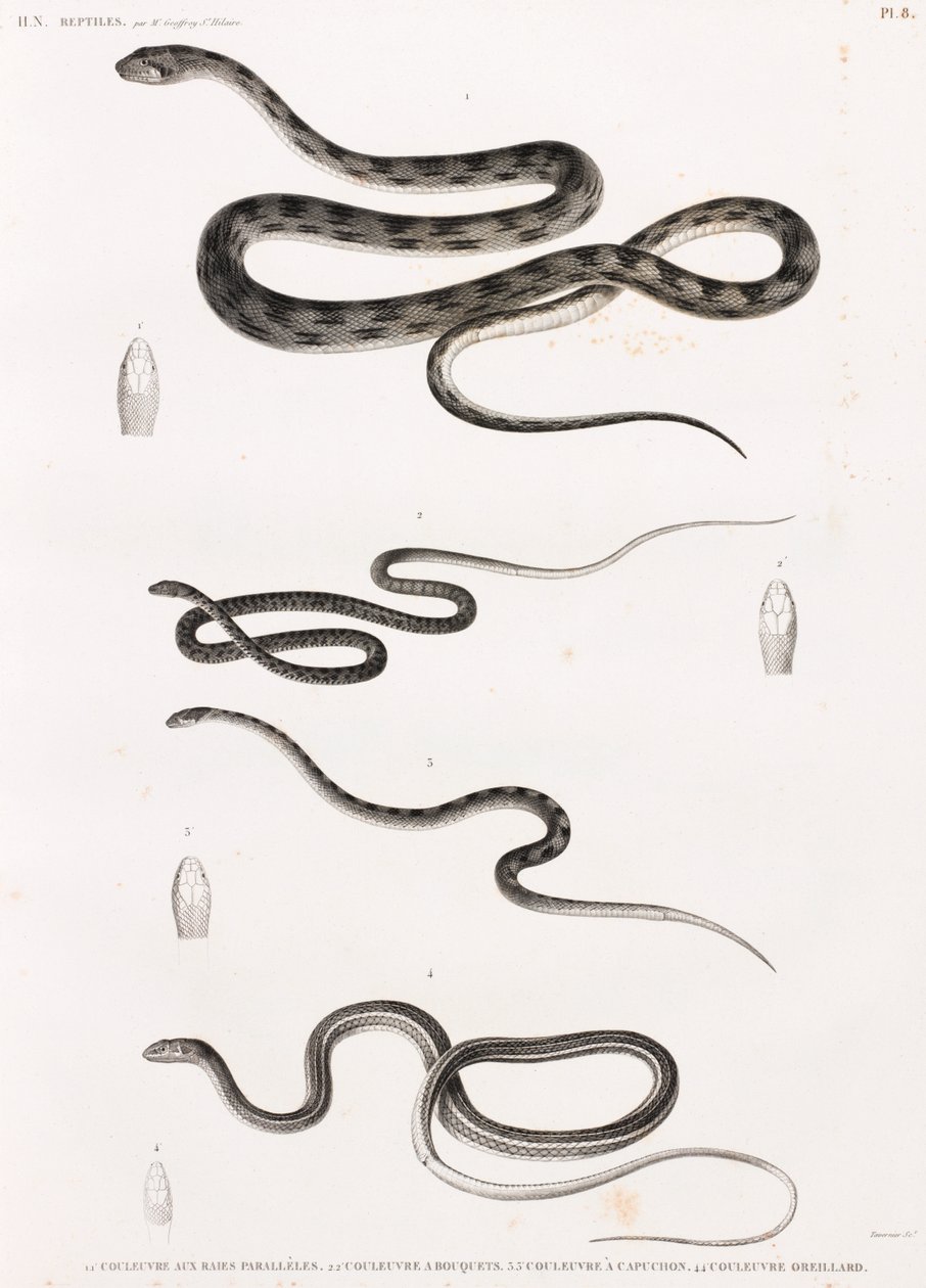 Reptiles : série d